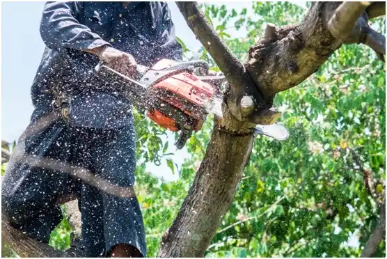 tree services Hutto